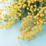 チョコの画像