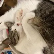 マルの画像