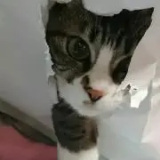 きょん