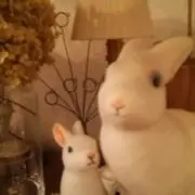 やまさんの画像