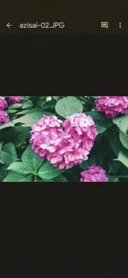 HANNAの画像