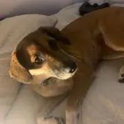 りゅの画像