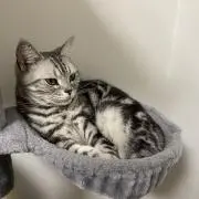 イルの画像