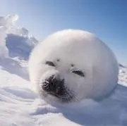 Loulouの画像
