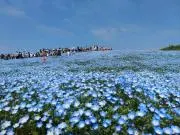 すぎじいの画像