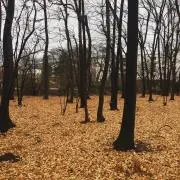ベニー