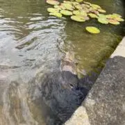 かものはしの画像