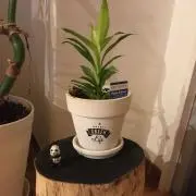 ドラセナの画像