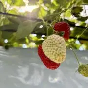 Snの画像