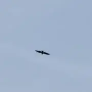 とみー