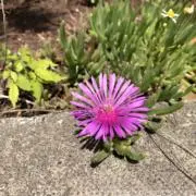 いさちこの画像