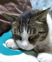 whitecrow（猫は飼ってません）の画像