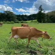 さくらっ！の画像