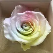 rainbow roseの画像