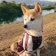 ちび