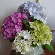 hydrangea