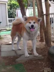 よっちゃんの画像