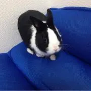 いっしゃんの画像