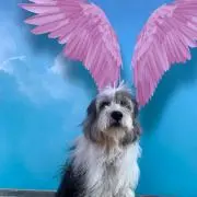 はなさくの画像
