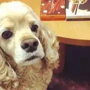 coco