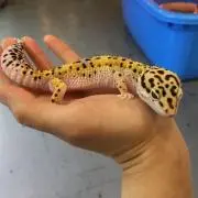 上ちゃん