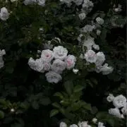 cnamekoの画像