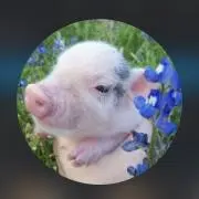 みきゃんの画像