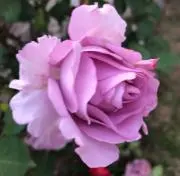 K&