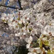 しま【24時間以内に発送】の画像