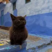 あづきの画像