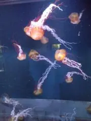 キクラゲの画像