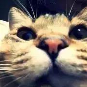 バビの画像