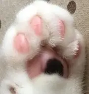 みーとぼーる