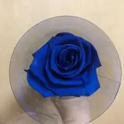 BLUEROSE ♪の画像