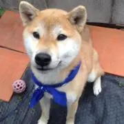 ちゃむ
