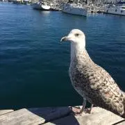 読書好きのたーこ