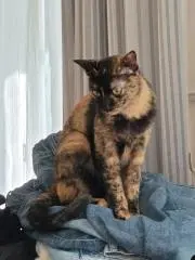 mikimikiの画像