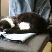 あいちゃん