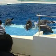 ヨシタケの画像