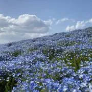 アビーの画像