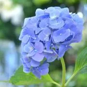 紫陽花の画像