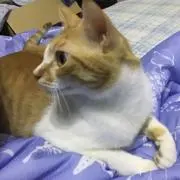 チョコブッチ