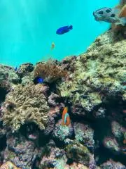 あいみょん