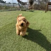 コットン