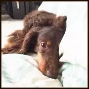 ももかの画像