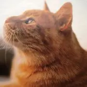 ショコラの画像