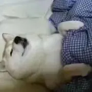 うちはいたちの画像