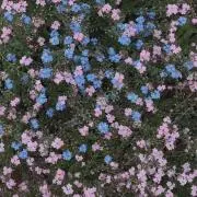 ちゃの画像