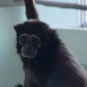 VVVの画像