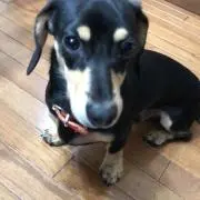 ted